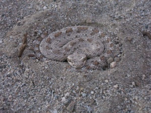 Rattle snake disguised as a rock.
